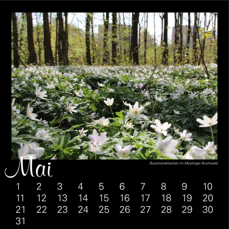 Moisling-Kalender
